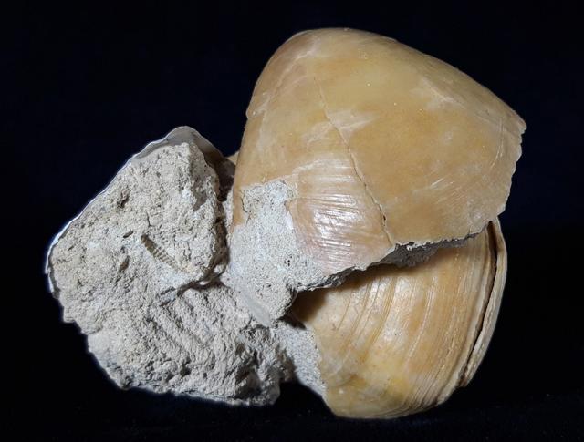 Terebratula ampulla (BROCCHI 1814) - Bild © FossNet FossilienStore